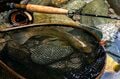【渓流釣り】最終日前日の飛騨の渓、そぼ降る雨に警戒心がゆるむ秋色ヤマメたち　岐阜県・2025年の画像009