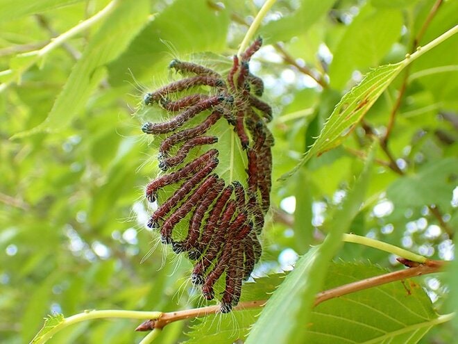 「葉のない秋の桜には虫が100匹いる」 桜の葉を食べる幼虫の正体とは？【あなたのすぐそばにいる「季節の虫」の探し方 vol.10】の画像005