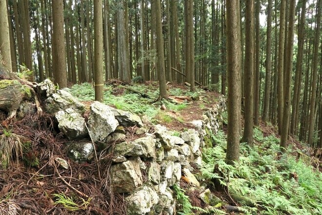 【NHK大河『豊臣兄弟！』ゆかりの城】そそり立つ “異質” なほどの高石垣が目前に迫る！「丹波国・周山城〈後編〉」（京都府京都市）【戦国の山城を攻める vol.10】の画像007