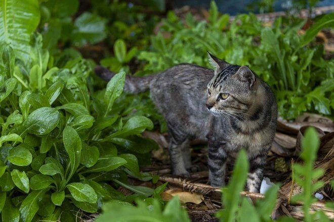 「小満芒種（スーマンボース）の猫島散歩」あちこちに聖地や御嶽が点在する特別な島の猫たちは、沖縄の神々と連絡を取り合っているのか……【琉球島猫百景 vol.15／沖縄県南城市知念】の画像008