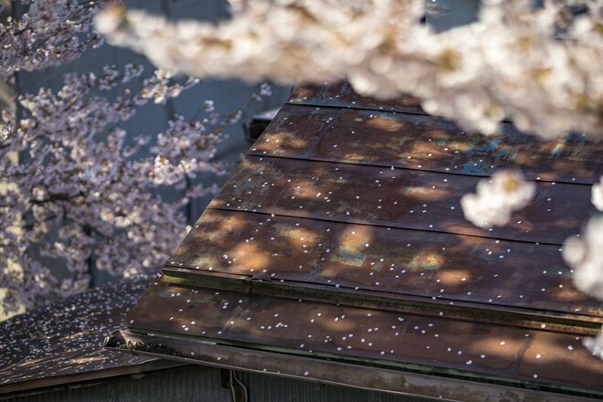 桜の開花ラッシュ直前！ 「心に残る“サクラ”写真を撮るために」“プロが教える ”違いが出る！撮影ひと工夫【2022年】の画像010