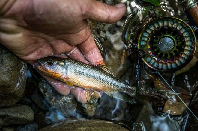 【フライフィッシング】落ちパク！  入れ食いだったのは、狙っていたアマゴじゃなかったけれど…… 「まだ渓流釣りができる幸せ！」 10月、静岡へ   2025年の画像006