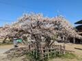 樹齢670年「梅の古木」も！  関東三大梅林の一つ「越生梅林」 春待ち散策＆景勝「黒山三滝」ウォーキングの画像003