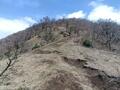 ミツマタの黄色とアセビの白が彩る、春満開の「愛鷹山」！  山頂からの富士山＆ふもとの桜も見応え抜群！  4月上旬・登山レポの画像006