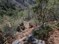 ゴールデンウィークには「ツツジ」が彩る、丹波「向山連山」 ユニーク岩たどる低山縦走＆「黒井城跡」見下す絶景レポート【兵庫県丹波市】の画像017