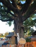 樹齢約800年！ 大迫力のクスノキ「百舌鳥八幡宮」夕暮れ時の美しさとゴルゴ13に背中を押され購入した千円の埴輪みくじの結果は！？【関西おみくじジャーニー vol.22／大阪府堺市】の画像004