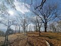 正月「モチ太り」解消！ 北摂の古道八差路「才ノ神峠」から約30分で登れる標高564mの三草山「登山ルポ」の画像001