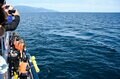 世界自然遺産「知床」でクジラやイルカに会える「ネイチャークルーズ」や「羅臼昆布」のヒレ刈り体験で海の恵みに感動しよう！ 【北海道・羅臼町】の画像007