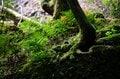【世界自然遺産・屋久島】屋久杉の巨木「弥生杉・二代杉・気根杉」と苔に包まれた “もののけの森”「白谷雲水峡」をめぐるの画像011