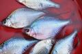 「今はあまり釣れませんよ…」 先客の “置き土産” がまさかの結果に！？  初夏の「タナゴ釣り」 都心からアクセス90分「千葉県・野田幸手園」 現地レポ！の画像003