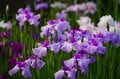 令和の梅雨に咲く江戸情緒 東京23区内で楽しむ「花菖蒲」鑑賞スポット「堀切菖蒲園」「水元公園」「しょうぶ沼公園」【東京都・葛飾区/足立区】の画像010