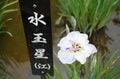 令和の梅雨に咲く江戸情緒 東京23区内で楽しむ「花菖蒲」鑑賞スポット「堀切菖蒲園」「水元公園」「しょうぶ沼公園」【東京都・葛飾区/足立区】の画像016