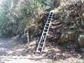 ミツマタの黄色とアセビの白が彩る、春満開の「愛鷹山」！  山頂からの富士山＆ふもとの桜も見応え抜群！  4月上旬・登山レポの画像004