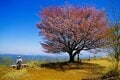 尾根道と渓谷道で2度楽しい！「奥武蔵と奥多摩をつなぐ」桜と新緑の低山ハイク＜後編・棒ノ嶺＞【今日も山旅気分 vol.19】の画像003