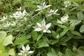 満開に咲き乱れる「ミヤマキンポウゲ」の花畑！  高山植物の宝庫・花の百名山「焼石岳」フラワートレッキングレポの画像007