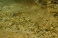 【渓流釣り】濃い魚影、素直な反応、そして良型イワナが飛び出した飛騨の渓！  岐阜県｜2026年の画像009