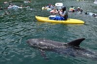 ド迫力！ 目の前で「ホエールジャンプ」連発のカヤックツアーと「クジラと泳げる」国内唯一の海水浴場！ 和歌山県太地町での「クジラ三昧」旅行