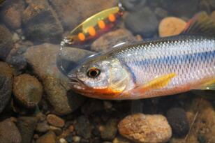 身近な川で数釣りOK！「カワムツ」のルアーフィッシング！  来シーズン「渓流釣り解禁」までの腕磨きにも！  9月下旬「実釣レポ」【栃木県小山市・思川】