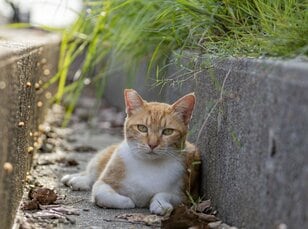 北谷の国際色豊かなビーチサイドで暮らす島猫たちに、ちむどんどん！？「沖縄アメリカ村のボーダーレスキャッツ」【琉球島猫百景 vol.14／沖縄県北谷町】