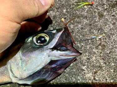 2ページ目 夜でも効果はあるのか実釣検証 エサいらず のサビキ釣り ジグサビキ での まさかの爆釣結果 とは アクティビティ ニュース Bravo Mountain