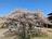 樹齢670年「梅の古木」も！  関東三大梅林の一つ「越生梅林」 春待ち散策＆景勝「黒山三滝」ウォーキングの画像003