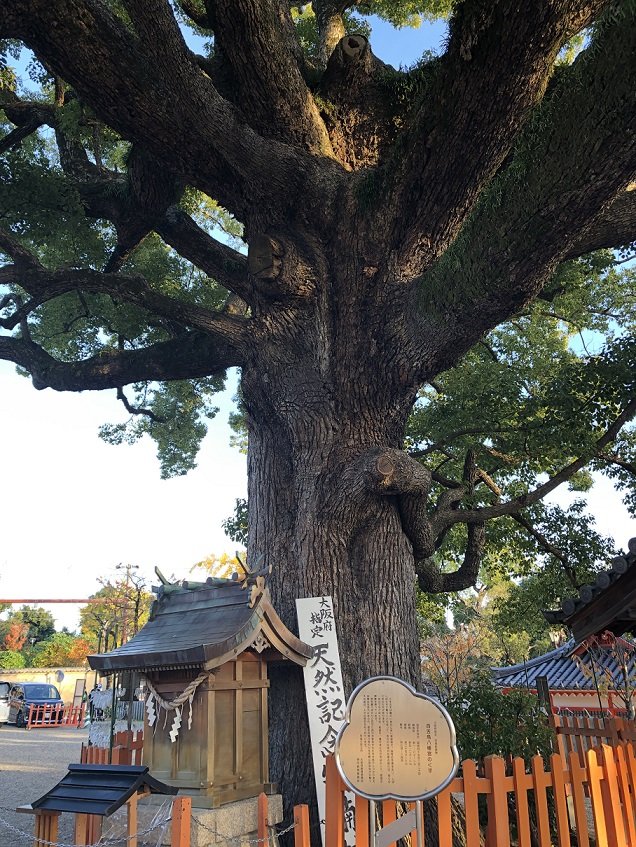 樹齢約800年！ 大迫力のクスノキ「百舌鳥八幡宮」夕暮れ時の美しさとゴルゴ13に背中を押され購入した千円の埴輪みくじの結果は！？【関西おみくじジャーニー vol.22／大阪府堺市】の画像004