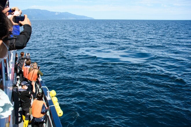 世界自然遺産「知床」でクジラやイルカに会える「ネイチャークルーズ」や「羅臼昆布」のヒレ刈り体験で海の恵みに感動しよう！ 【北海道・羅臼町】の画像007