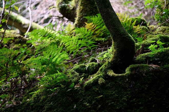 【世界自然遺産・屋久島】屋久杉の巨木「弥生杉・二代杉・気根杉」と苔に包まれた “もののけの森”「白谷雲水峡」をめぐるの画像011