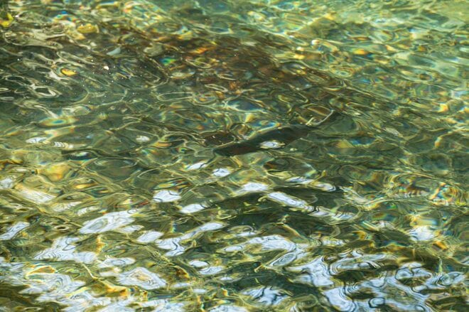 そろそろ紅葉も見頃に！「手強いけれど、強烈なファイトに大興奮」 神流川“冬季ハコスチ釣り場”【群馬県上野村】 2025年の画像004