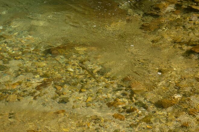 【渓流釣り】濃い魚影、素直な反応、そして良型イワナが飛び出した飛騨の渓！  岐阜県｜2026年の画像009
