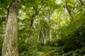 【登山】ピーク直前！ 紅葉人気の100名山、雨飾山「今年の彩りはいかに？」 長野県｜新潟県 2026年の画像006