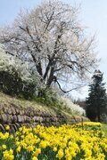 【春の信州でお花見散策】朱塗りの柱が目を引く空中楼閣！  圧巻の懸崖造り 難読「鼻顔稲荷神社」は桜の名所！  長野県佐久市・2024年の画像007