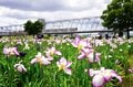 梅雨空の絶景！  東京23区に咲く花菖蒲の4名所「堀切菖蒲園」「水元公園」「小岩菖蒲園」「しょうぶ沼公園」で江戸の風流を感じる【東京都・葛飾区/江戸川区/足立区】の画像012