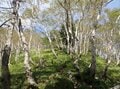 【9月の晴れ、どこに登る？】歩きごたえ抜群＆天空の五色沼「日光白根山」の画像002