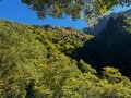 今週末の紅葉見るならどこ？ 名所＆人気スポットから最新情報をお届け「WEEKLY紅葉ニュース」【2023年10月第4週】の画像015