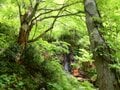 【親子旅】新潟と長野をつなぐ「塩の道」美しいブナ林で時の流れを感じたの画像011