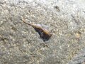 ギョギョギョ！「海からすぐの渓流にイワナやヤマメが泳ぐ」 海抜0mから始まる【渓流釣り】体験の画像002