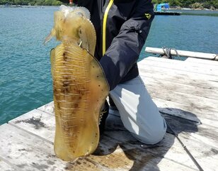 ハマると沼落ち！ 初心者が手を出してはいけない「春のアオリイカ」釣り！ “微細な違和感”＆“マニアック釣法” その奥深さとは？