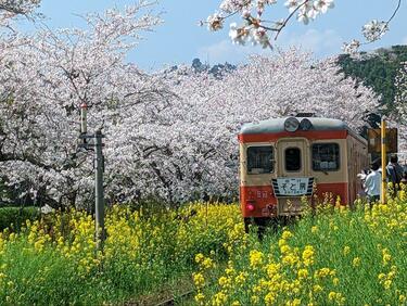 絶景！ 房総の「桜＆菜の花」に包まれる「いすみ鉄道」春