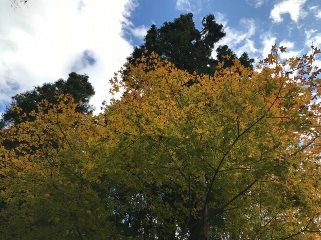 【首都圏近郊】11月は足腰の神様と紅葉が待つ人気日帰り低山「伊豆ヶ岳」への画像002
