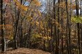 【登山口からハイライト】「アップダウンほとんどなし！」 山梨県の東端・大マテイ山の紅葉は今が見頃の画像004