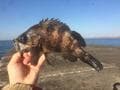 「カサゴとアイナメ」に激似の魚とは？  判別困難な「冬釣り」の風物詩「根魚」の奥深い世界とは？の画像003