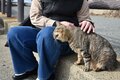 米CNN選出「世界6大猫スポット」のひとつ「相島」1周5.4㎞でも「ネコ密集＆過疎」エリアあり！「とことん戯れられる」3か所とは「現地レポ」の画像013