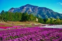「まるでピンクの絨毯」 春の秩父「羊山公園・芝桜の丘」絶景レポート！  埼玉出身ライターがすすめる、混雑回避ワザ＆周辺スポットも要チェック！【埼玉県秩父市】
