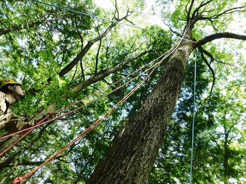 「ロープワークでの木登り」体験! 先生と道具のおかげ? 意外と簡単でした “森と本気で遊ぶ”2日間【後編】長野県伊那市|アクティビティ Foto & Idee 「ロープワークでの木登り」体験! 先生と道具のおかげ? 意外と簡単でした “森と本気で遊ぶ”2日間【後編】長野県伊那市|アクティビティ Motiv