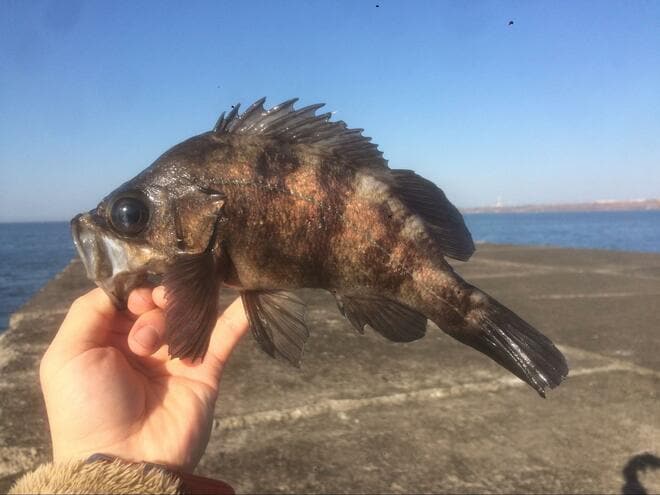 画像 写真 カサゴとアイナメ に激似の魚とは 判別困難な 冬釣り の風物詩 根魚 の奥深い世界とは 合計9枚 アクティビティ ニュース Bravo Mountain