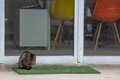 春雨の備瀬フクギ並木で出会った待ち猫たち【琉球島猫百景 vol.11　沖縄県本部町】の画像005