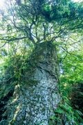 「カヌーイストたちの隠れ聖地」失われゆく最後の清流を旅する＜亀尾島川 前編＞【ユーコンカワイの股旅リバログ vol.35】の画像004