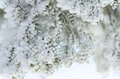 抜群の晴天率！  雲海に浮かぶ菅平高原・根子岳の「神秘の樹氷」スノーモンスターが順調に成長中【 2022年冬・長野】の画像004