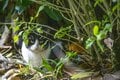 春雨の備瀬フクギ並木で出会った待ち猫たち【琉球島猫百景 vol.11　沖縄県本部町】の画像006